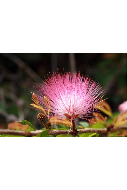 Альбіція квіти